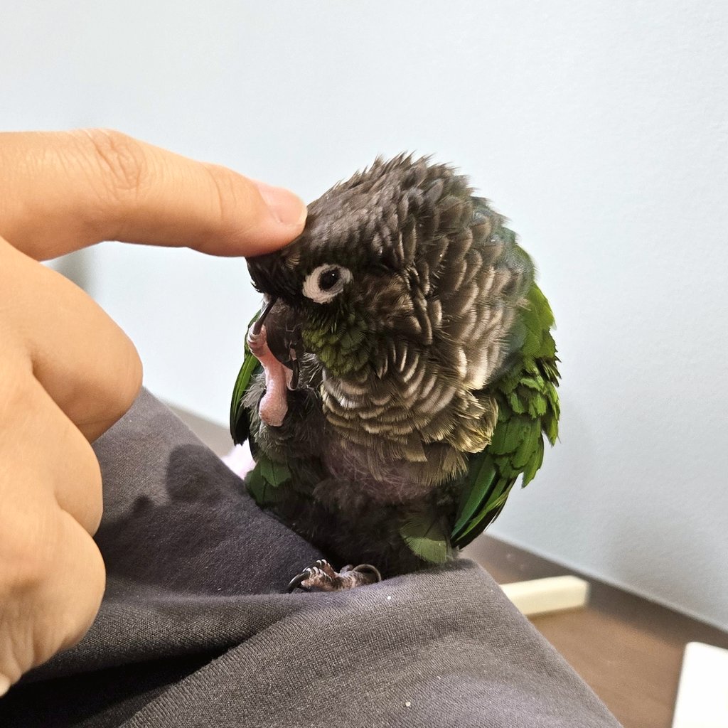 しらとり𓅫 tweet media