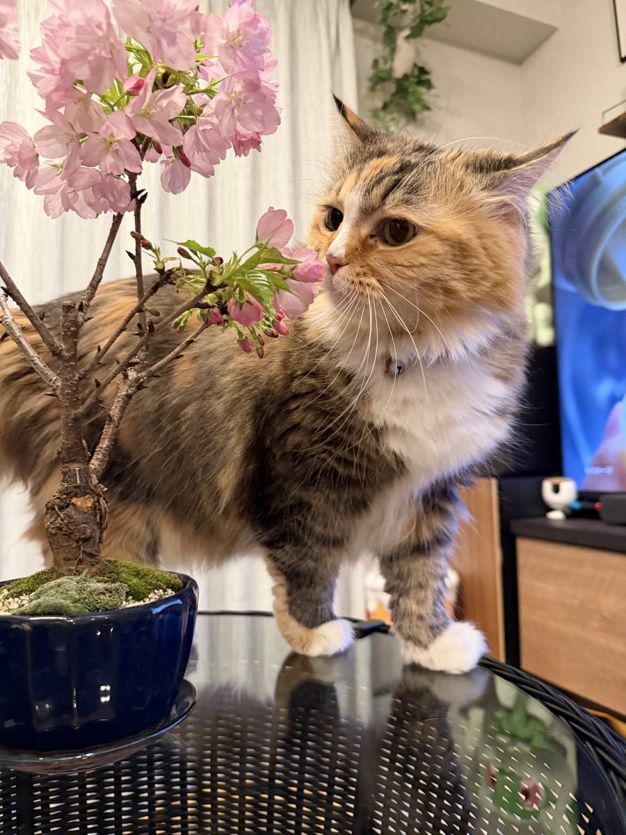 盆栽、、、いいぞ、、！！　
#ねこかわいいね