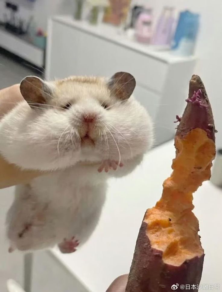 wish me good luck🐹ྀིྀི tweet media