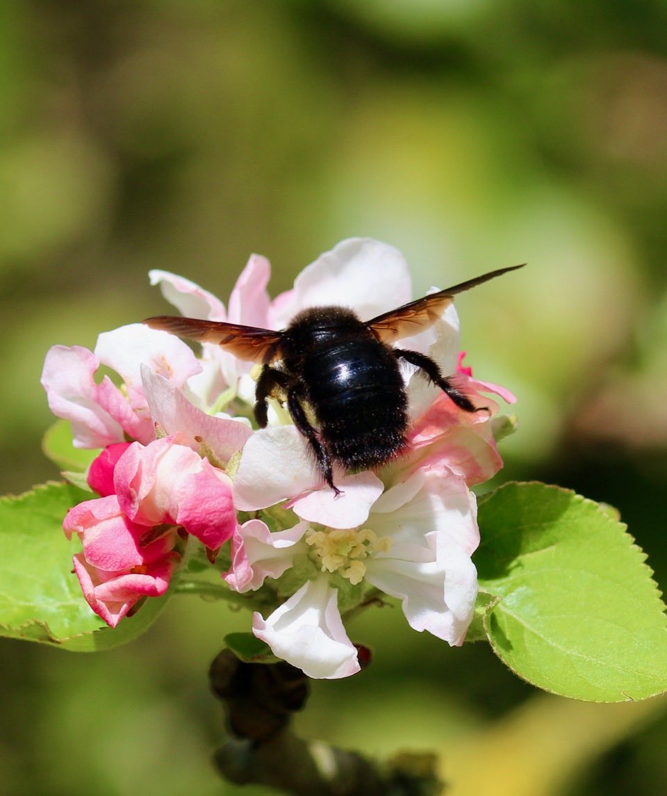 ChroniqueJardin's tweet image. Les pommiers peuvent aussi compter sur l’Abeille charpentière ! #AbeilleSauvage #Jardin #MaraisPoitevin