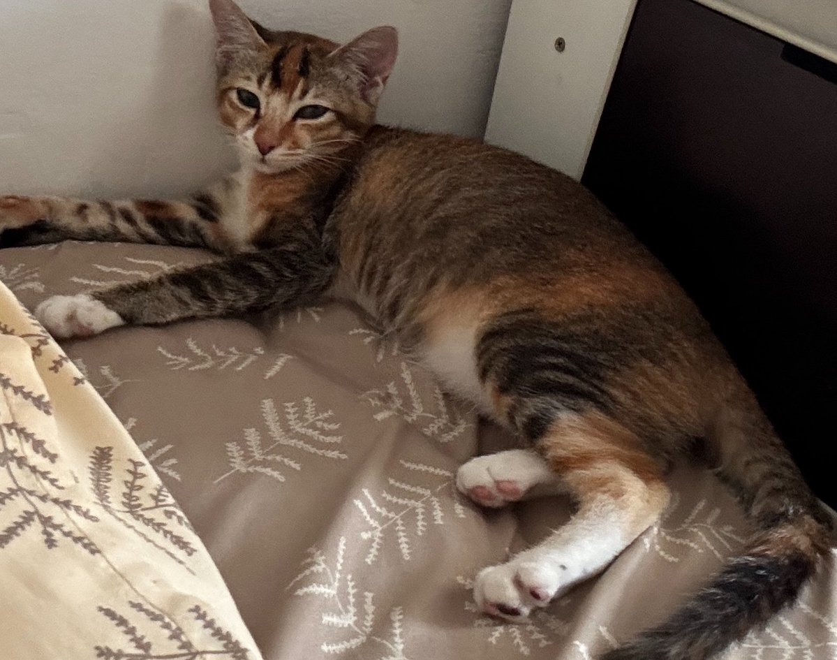 sampe perutnya ngembang 🙂‍↕️