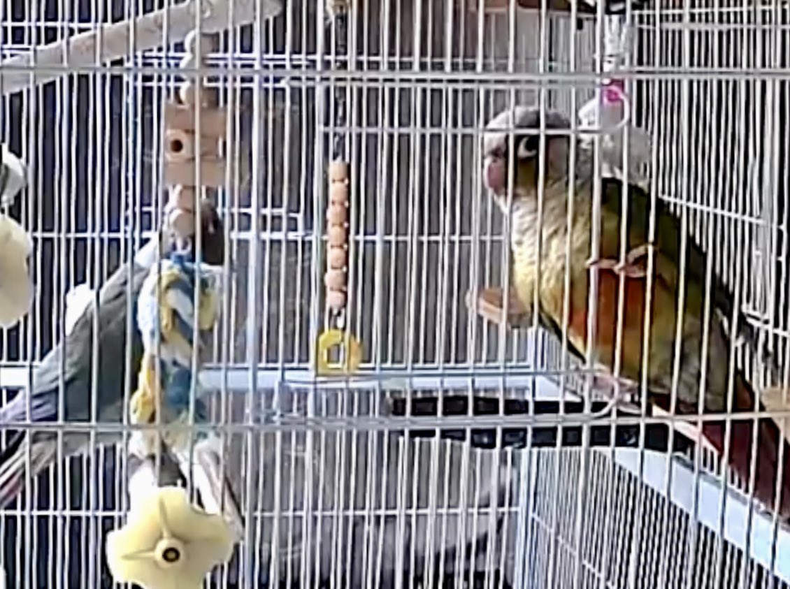 wooopeeecub's tweet photo. @okome600g WOOOちゃん、今 お部屋に帰りましたw
すごく元気ですよ〜🌷✨ 🦜🐦..♪♫ 😆 https://t.co/SZI6RWSmd4