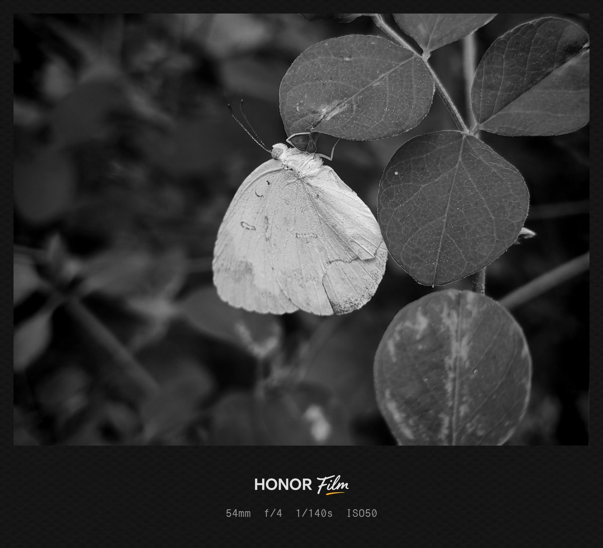 Yogeswaran14129's tweet photo. Shot on #HONOR200
#mobilephotography #ShotOnSnapdragon #mobileclicks #shotonphone #nature #honorphotography https://t.co/kBkJ1hhfgS