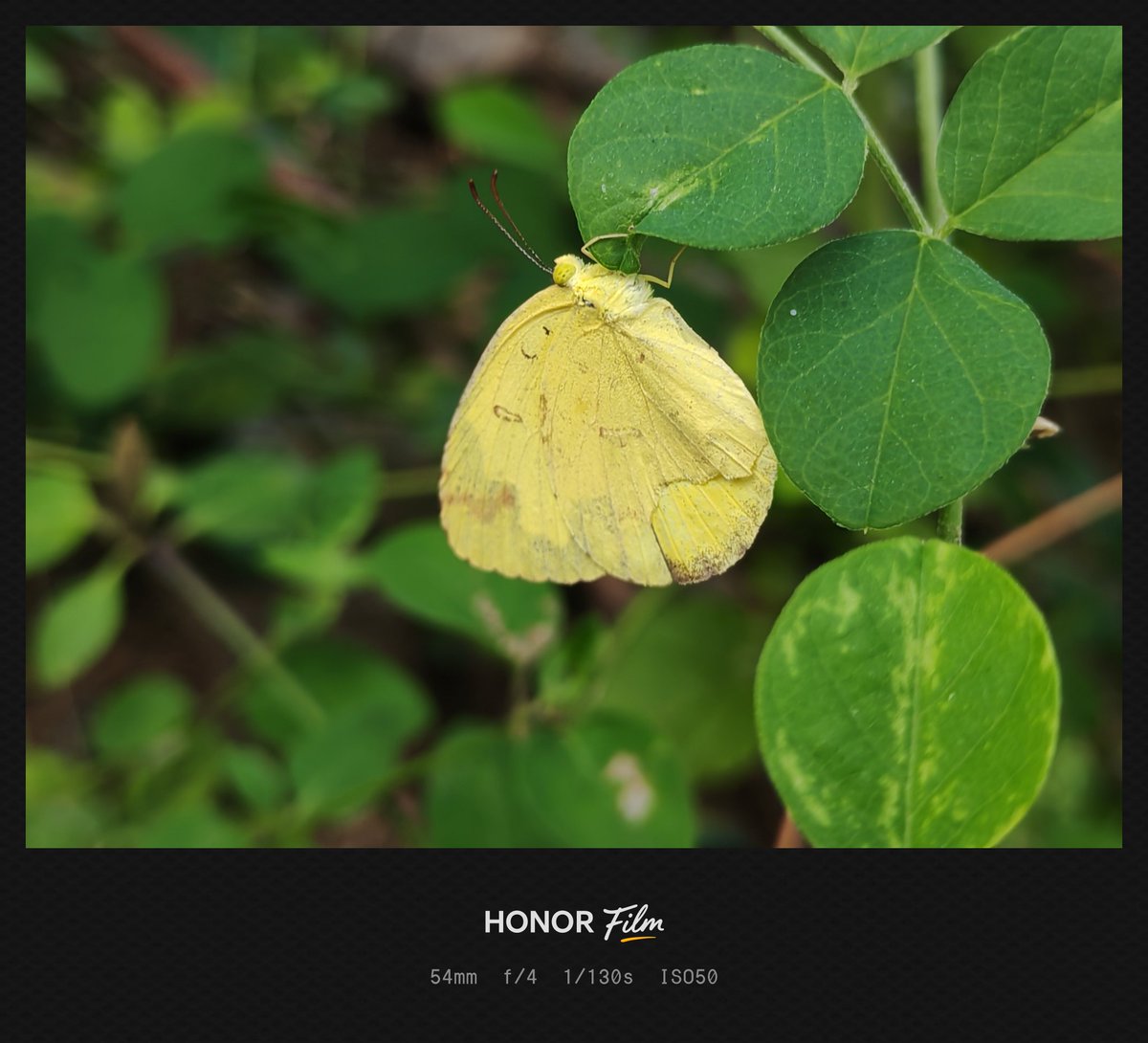 Yogeswaran14129's tweet photo. Shot on #HONOR200
#mobilephotography #ShotOnSnapdragon #mobileclicks #shotonphone #nature #honorphotography https://t.co/kBkJ1hhfgS