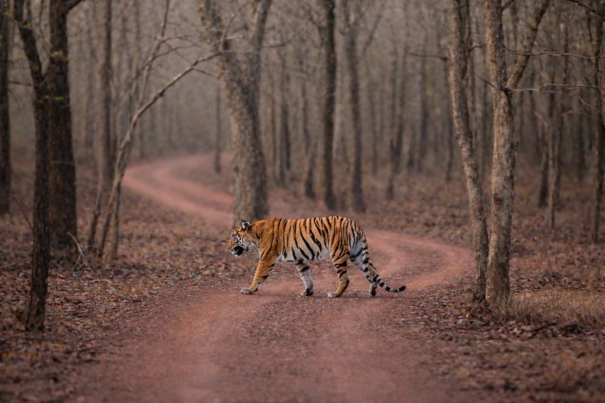 ratapani_tr's tweet photo. A rare sight, a stronger message 

A tiger in Ratapani means the forest is thriving. Protecting them keeps the entire ecosystem alive 

#ratapani #tigerinwild #wildlifeconservation #savetheforest https://t.co/FTDzfwggig
