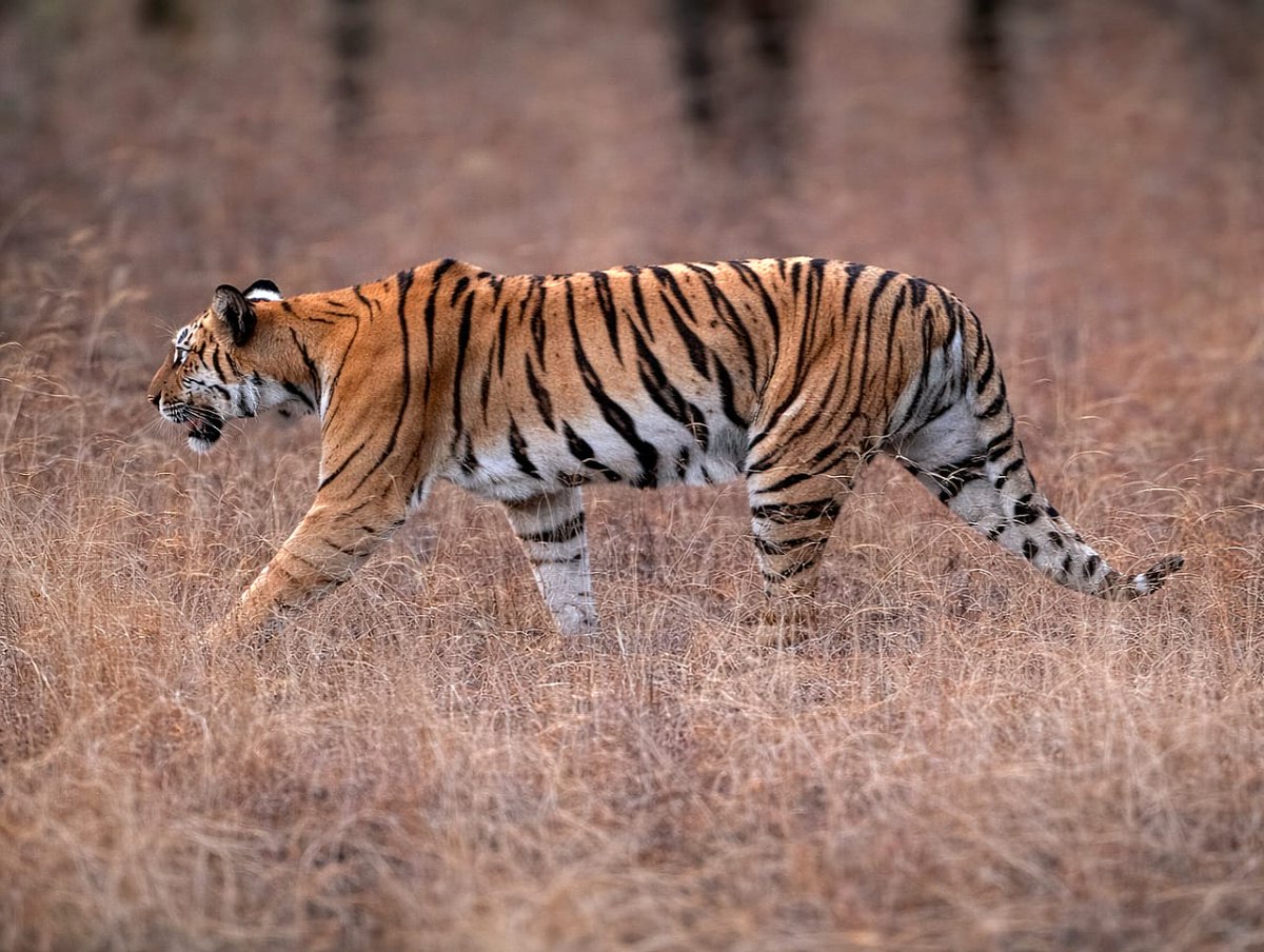 ratapani_tr's tweet photo. A rare sight, a stronger message 

A tiger in Ratapani means the forest is thriving. Protecting them keeps the entire ecosystem alive 

#ratapani #tigerinwild #wildlifeconservation #savetheforest https://t.co/FTDzfwggig
