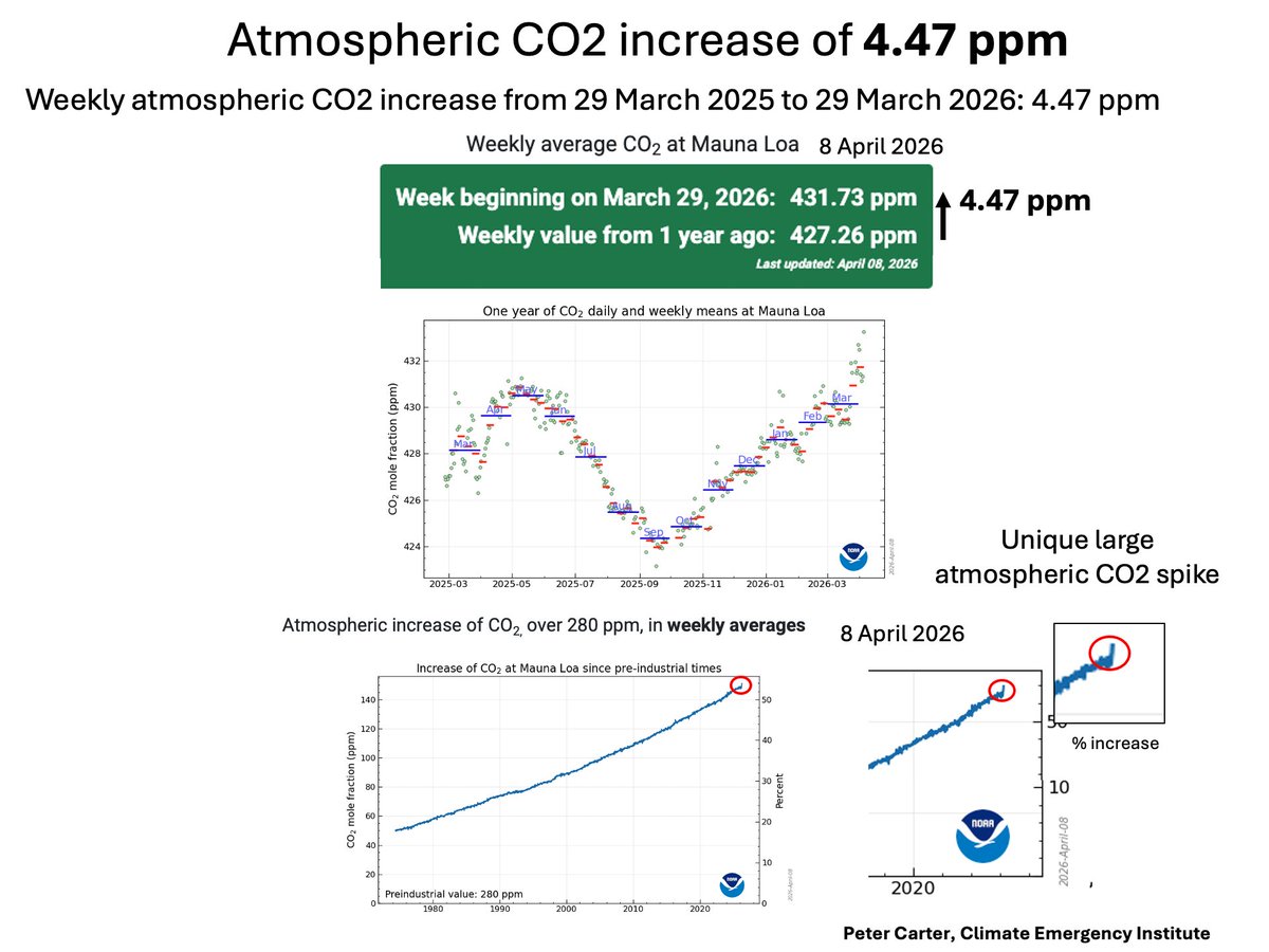 PCarterClimate's tweet image. HUGE RECORD SPIKE ATMOSPHERIC CO2 INCREASE: 4.47 PPM 
NOAA, the past week (29 March 2026), atmospheric CO2 was 4.47 ppm higher than the same week in 2025.
This shows up on the NOAA weekly time series graph. 
gml.noaa.gov/ccgg/trends/we…
#CO2 #climatechange #GlobalWarming