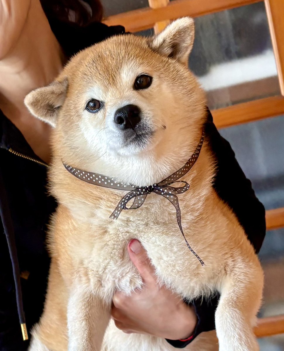 💖柴diary💝 tweet media