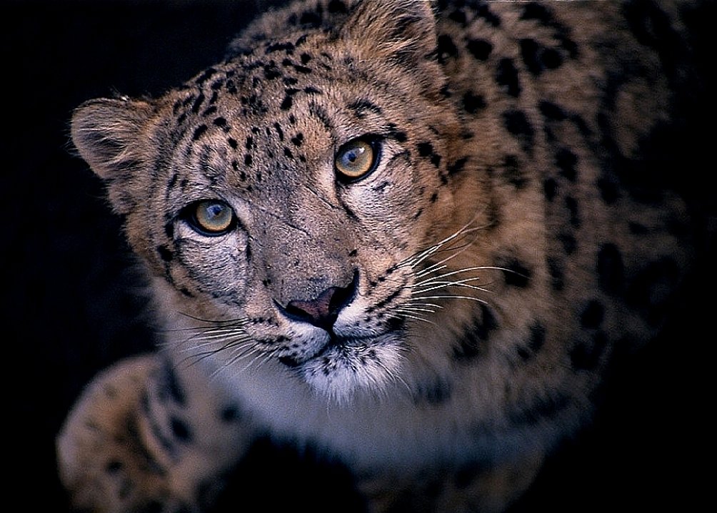 ﹡‍C𑁤NQUEST. tweet media