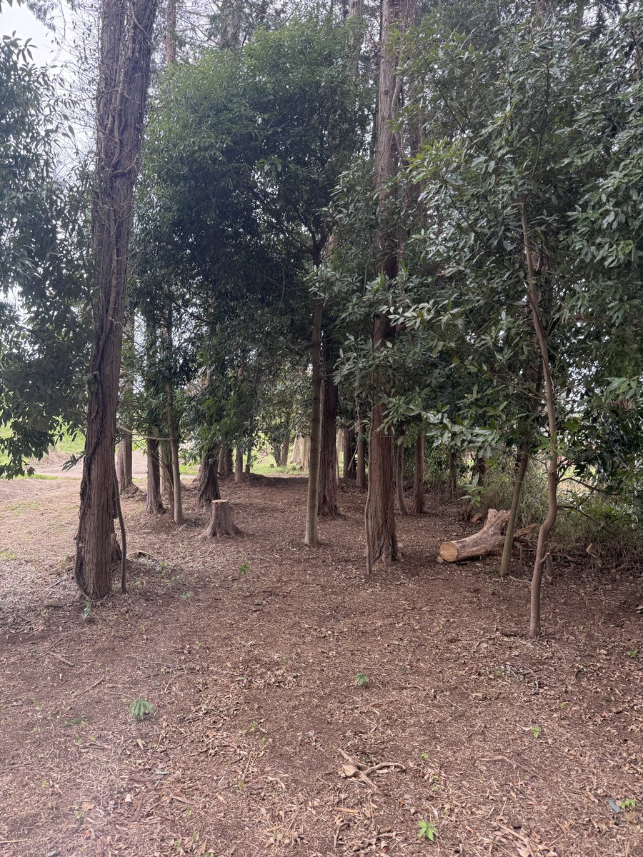 小林 佳 tweet media