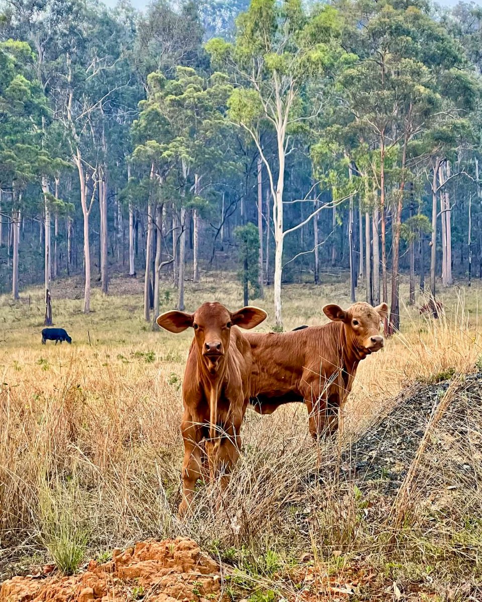 Southern Qld Landscapes tweet media