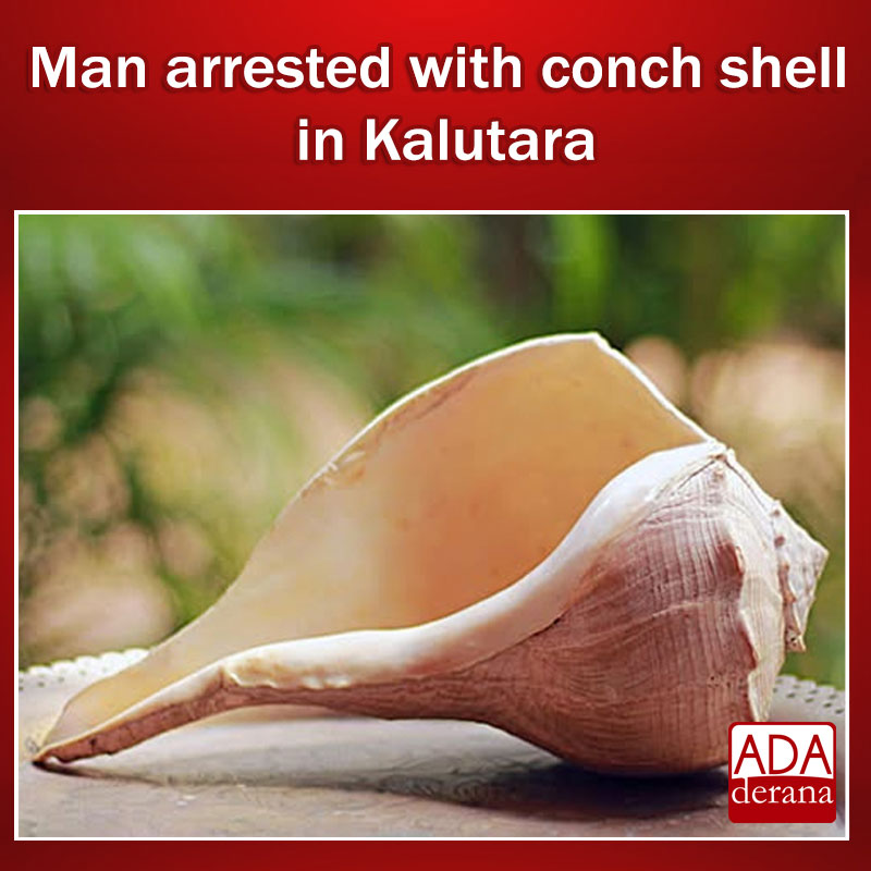 adaderana's tweet photo. Man arrested with conch shell in Kalutara
Read more: https://t.co/e1czfc7NMn
#lka #srilanka #adaderana #news #lanka #srilankanews #arrested #conchshell https://t.co/OGfUCLrsES