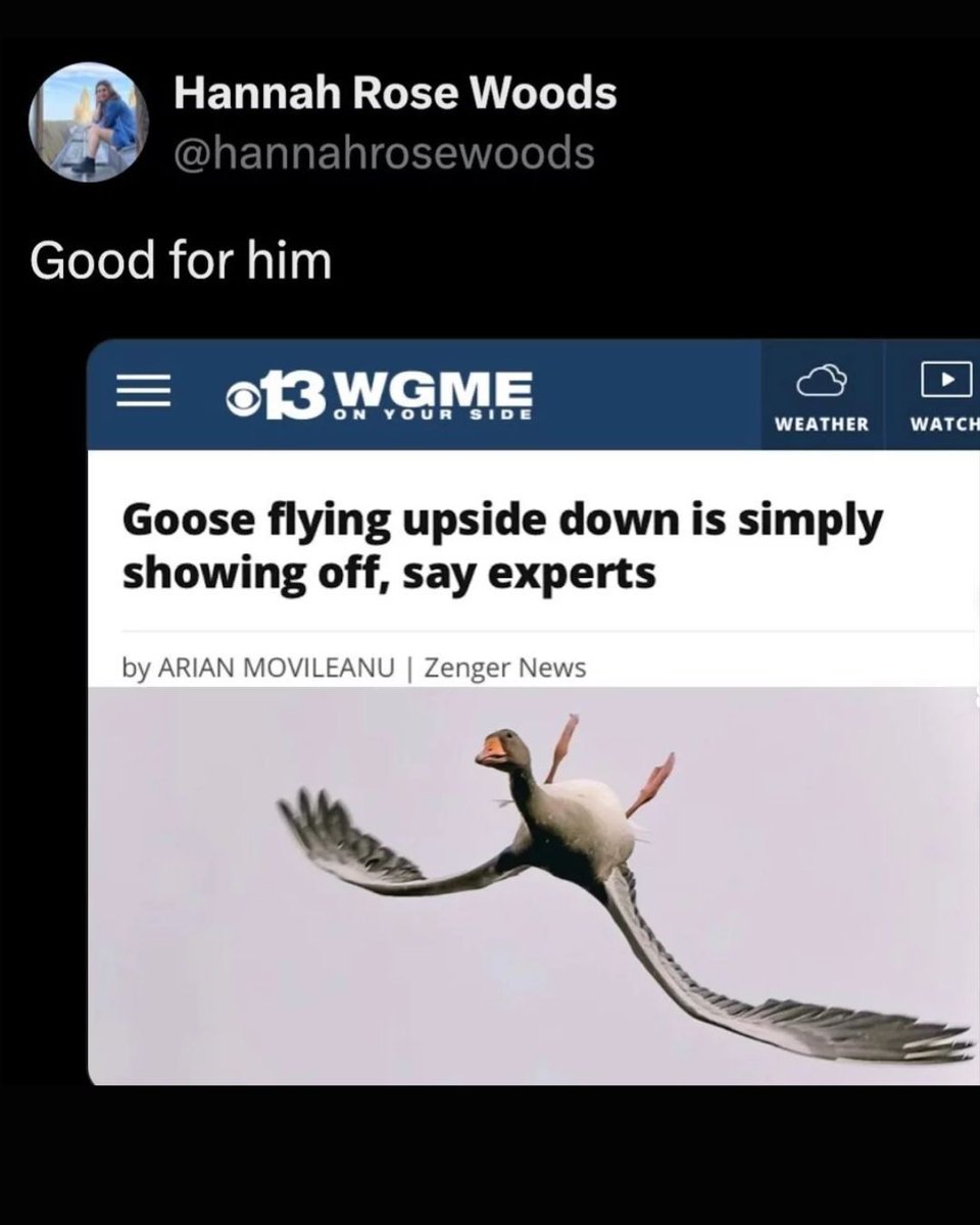 Memedroid's tweet image. looking cool goose #goose #memes #birds #cool #funny