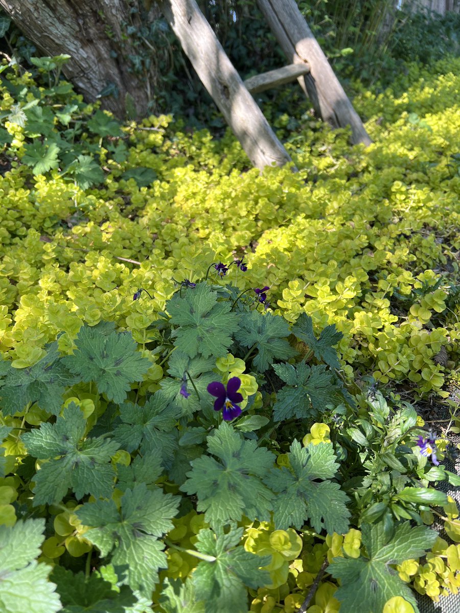 早川🈶 tweet media