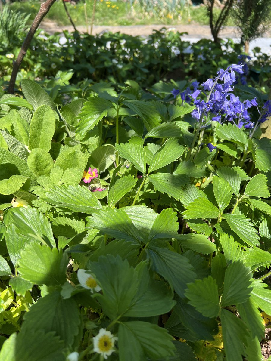 早川🈶 tweet media