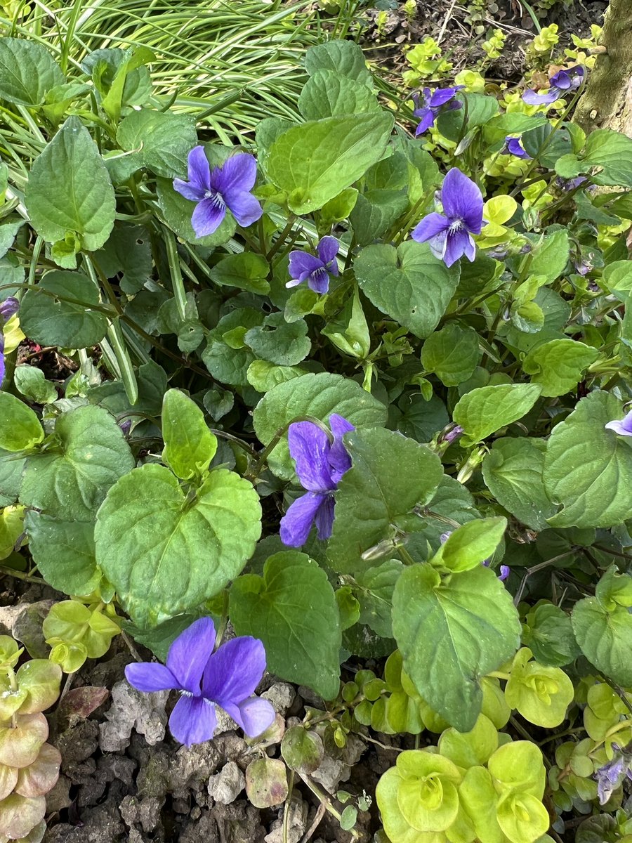 早川🈶 tweet media