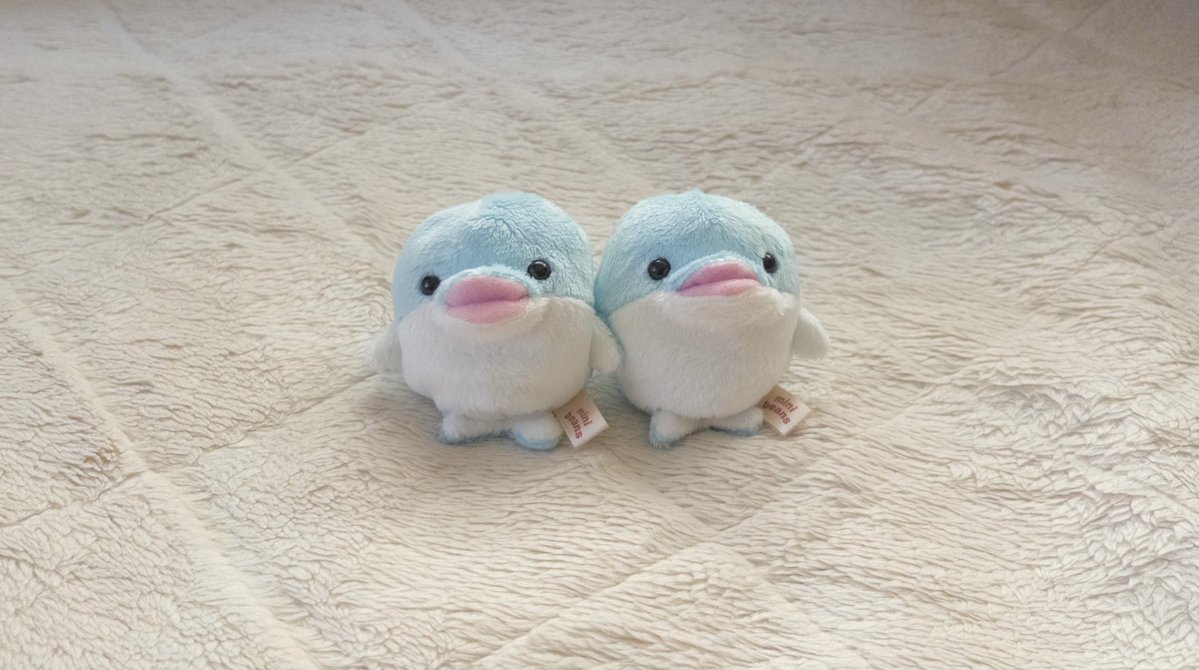 まめぴ tweet media