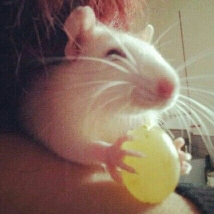 catherine ❤︎s alphonse 𑁍ࠬܓ tweet media