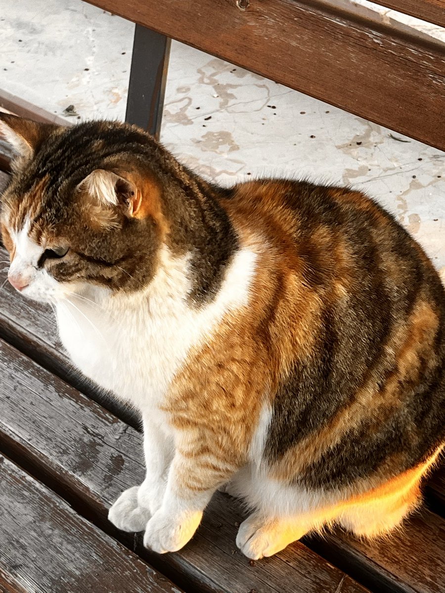 🇹🇷🦅PHOENIX🦅🇹🇷 tweet media