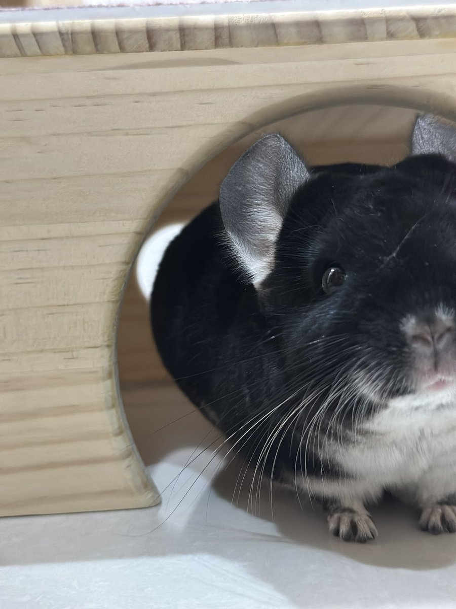 手滑照片裁到了😭😭
但是好可愛😭😭😭