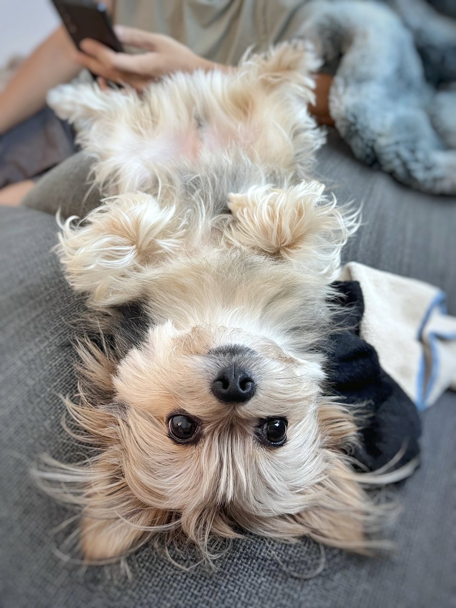 犬の日々 tweet media