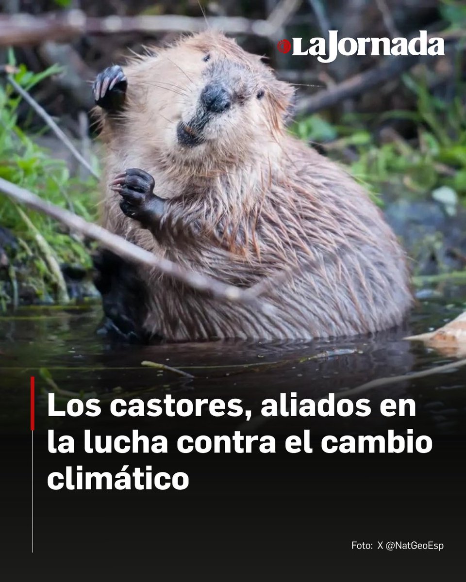 Un estudio realizado por la University of Birmingham, reveló que los diques construidos por castores sirven como una coladera capaz de atrapar el dióxido de carbono (CO2). 

Al año, pueden almacenar 10.1 toneladas por hectárea. El gas se absorbe gracias al cúmulo de sedimentos: