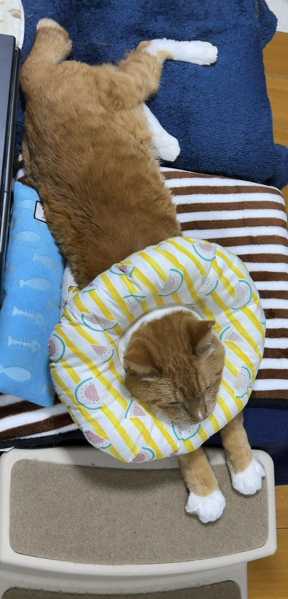 とらみ tweet media