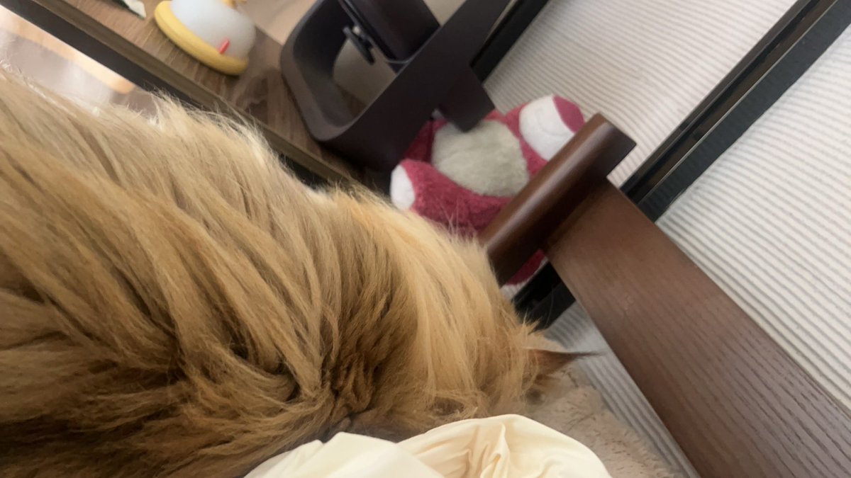 周周爱喝粥 tweet media
