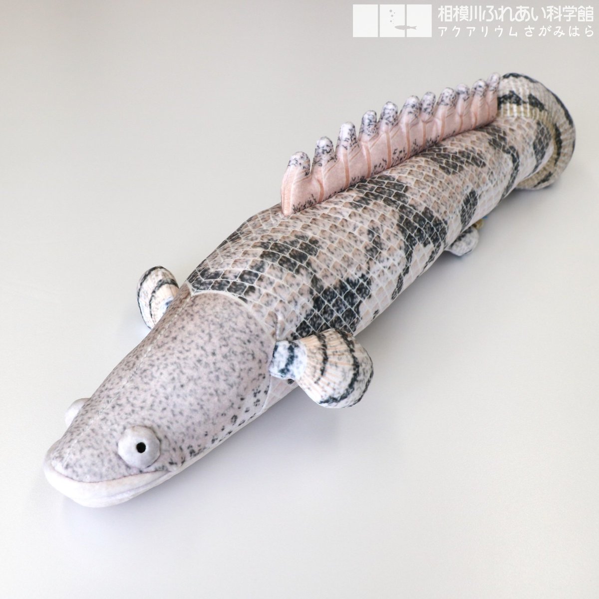 ハンドメイド　50cmポリプテルス　フィギュア　レプリカ　熱帯魚　オブジェ 📣 グッズ情報‼️ ＼ 【ｱﾌﾘｶﾘﾊﾞｰｸﾙｰｽﾞ情報④】の #ﾎﾟﾘﾌﾟﾃﾙｽ・ｴﾝﾄﾞﾘｹﾘｰ