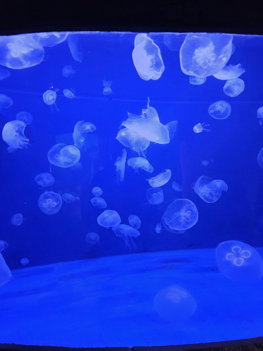 mark_schott's tweet photo. Busy day in downtown Denver capped off with Grizzlies vs. Nuggets. #DowntownAquarium #MuseumofIllusions #NuggetsBasketball https://t.co/bh3rlB3u2Z