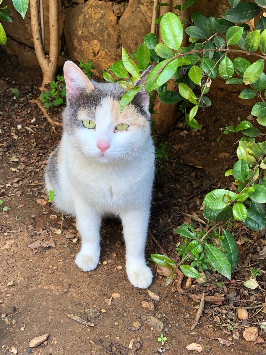 Marie Nassar3 tweet media