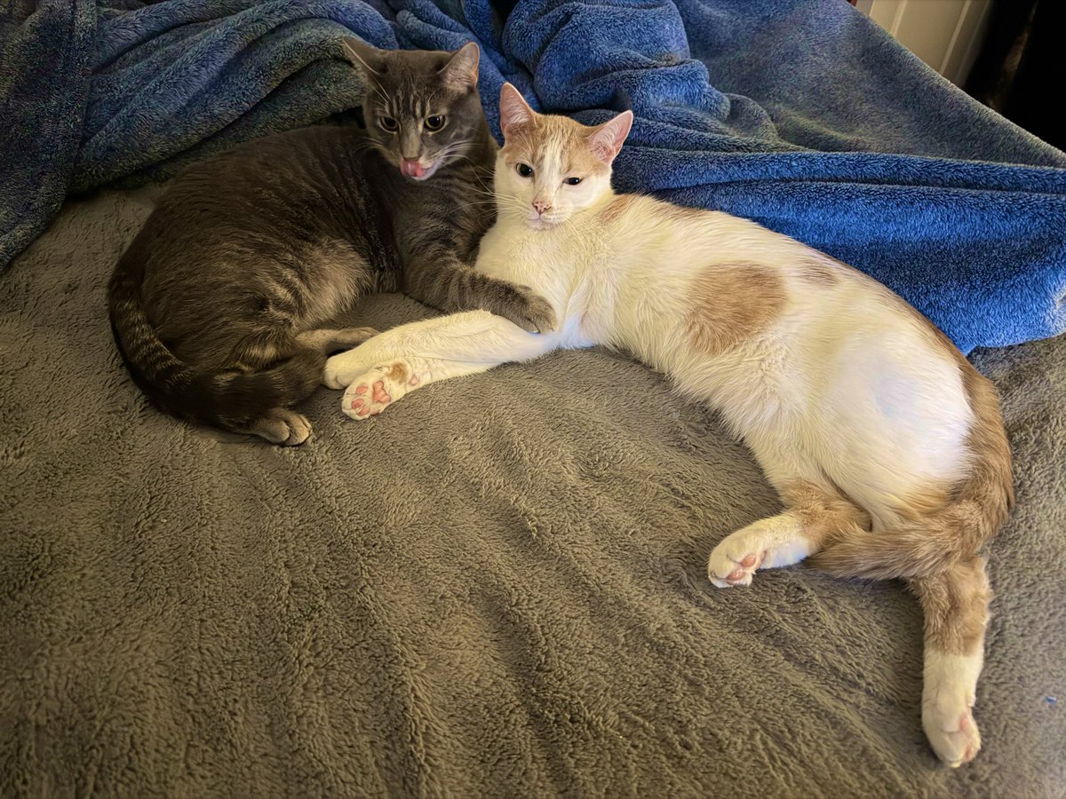 hoshiheloise's tweet photo. Our dear boy Tulkas (on the right) had to be sent to the emergency vet today. He has urinary problems and has incurred us a lot of stress. Please hope for his well recovery if you see this picture 🥹🥹
(On the left is our beautiful cute gal Nessa) https://t.co/tl3Rzjw2G5