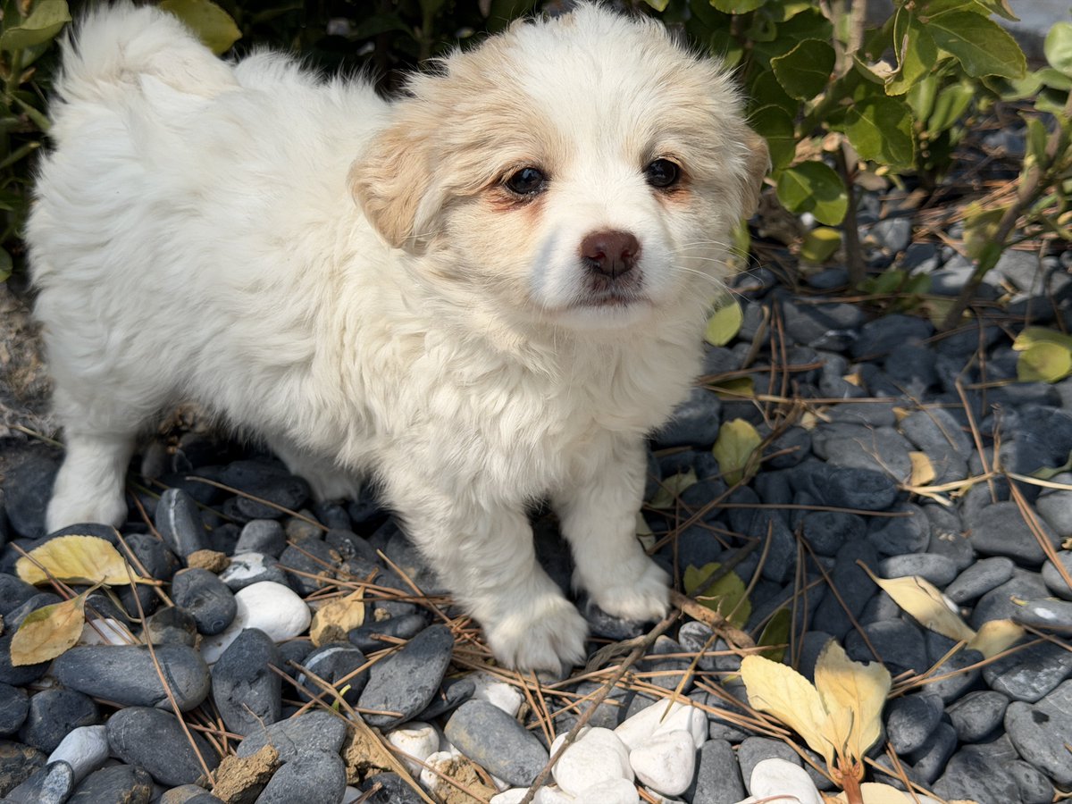 ์ฐ๋ฆผ tweet media