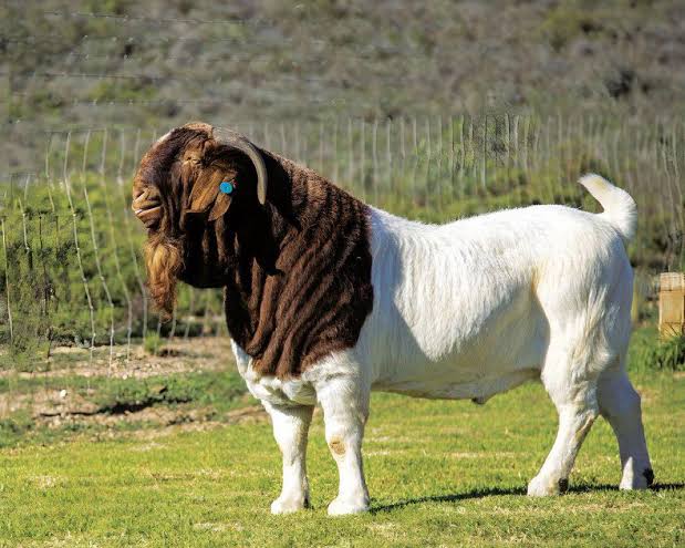 Juma Wickama tweet media