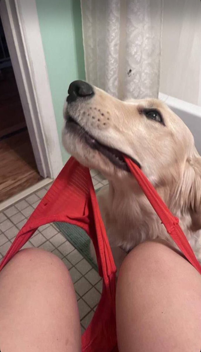 Ojoche_00's tweet photo. https://t.co/jELL9X3ulN

#zoophillia #zoosarevalid #beastiality #dogknot #zooprideisvalid #zoophile #antizoophileantizoo #k9girl
#zoopride
#zoophilepride #zoopositivity
#Bestiality #hypnotistsappho. https://t.co/yUKizlnMki