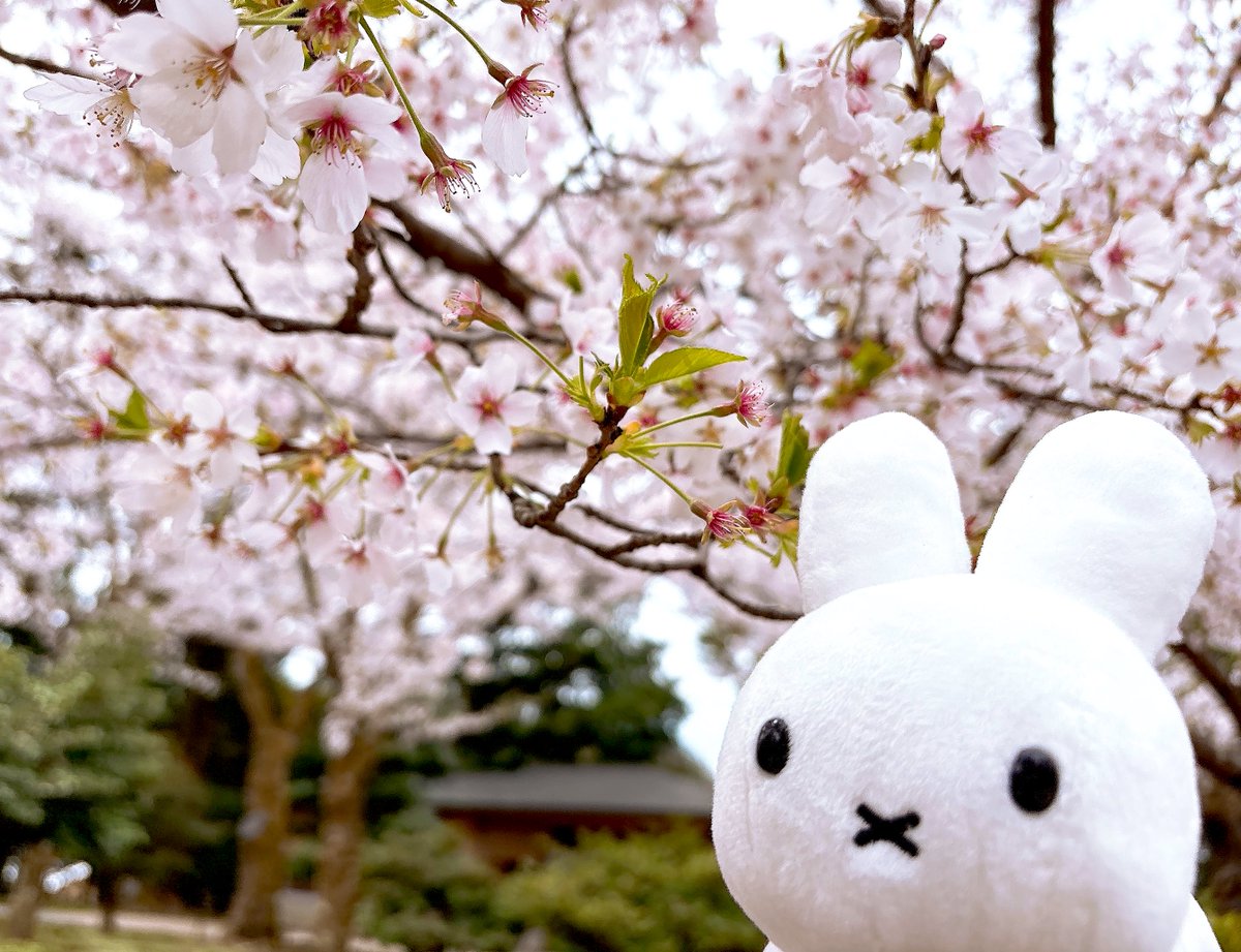 ｻﾊﾞ tweet media