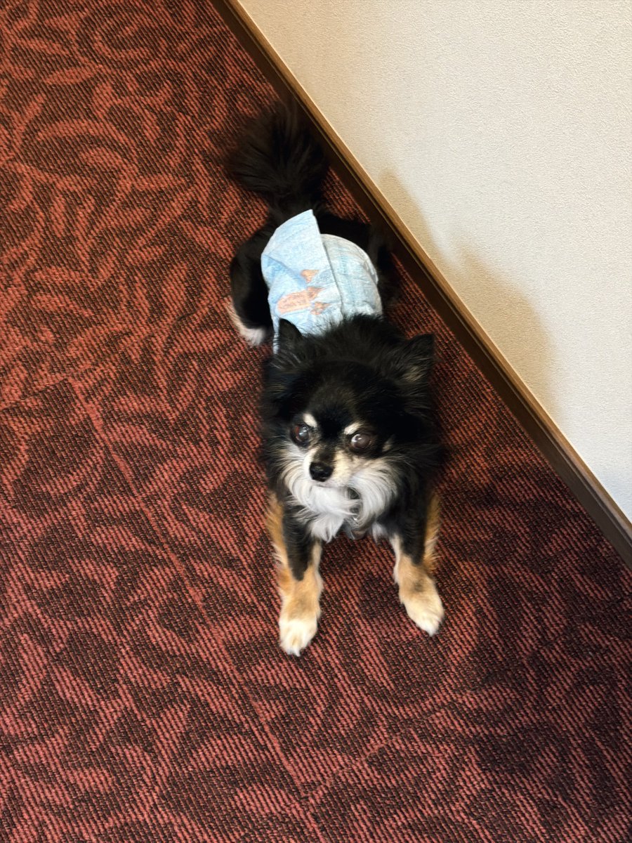 マサイ【Fischer's】YouTuber tweet media