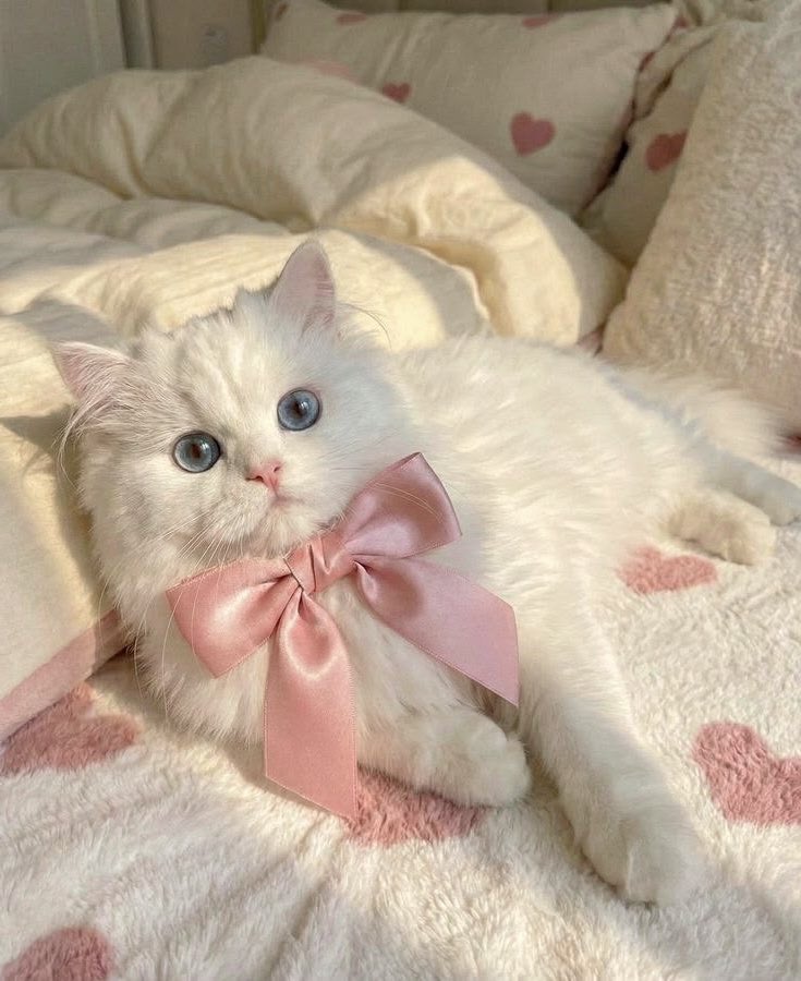 naky as cats 🐈⬛ tweet media