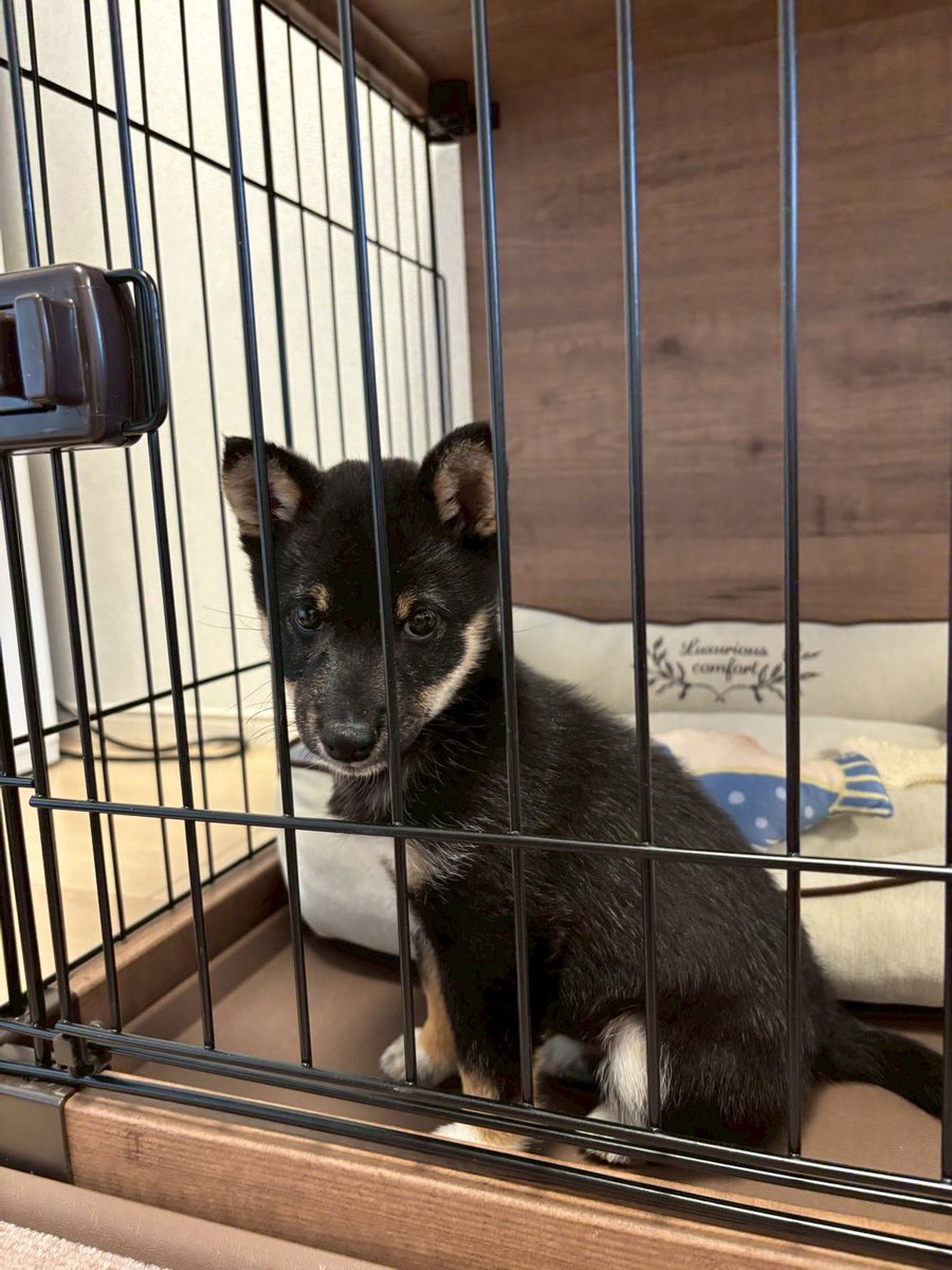 taka_step's tweet photo. 家族が増えました🐕 https://t.co/XafqG3dilx