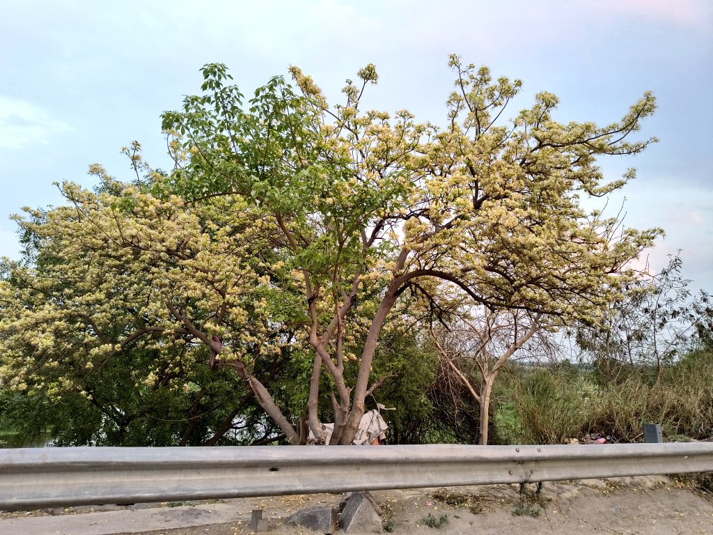 Good Intentions only tweet media