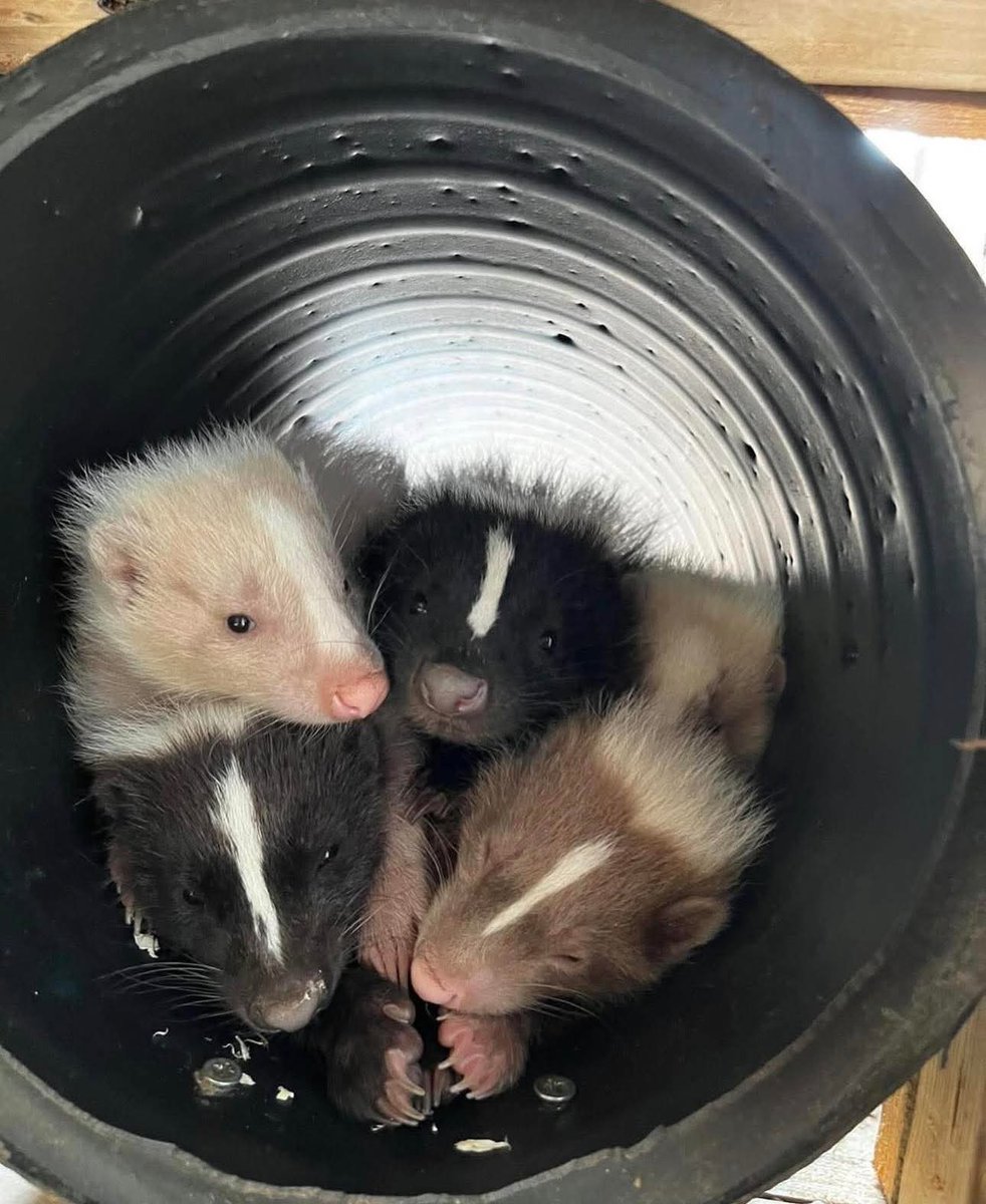 SilverIceSkunk's tweet image. (98/230)  🦨 🤍 🤎 🖤 
Happy skuntank day everyone! Here's some stinkers for ya!
#skunk #skunks #skunkfurry #skunkart #furry #art