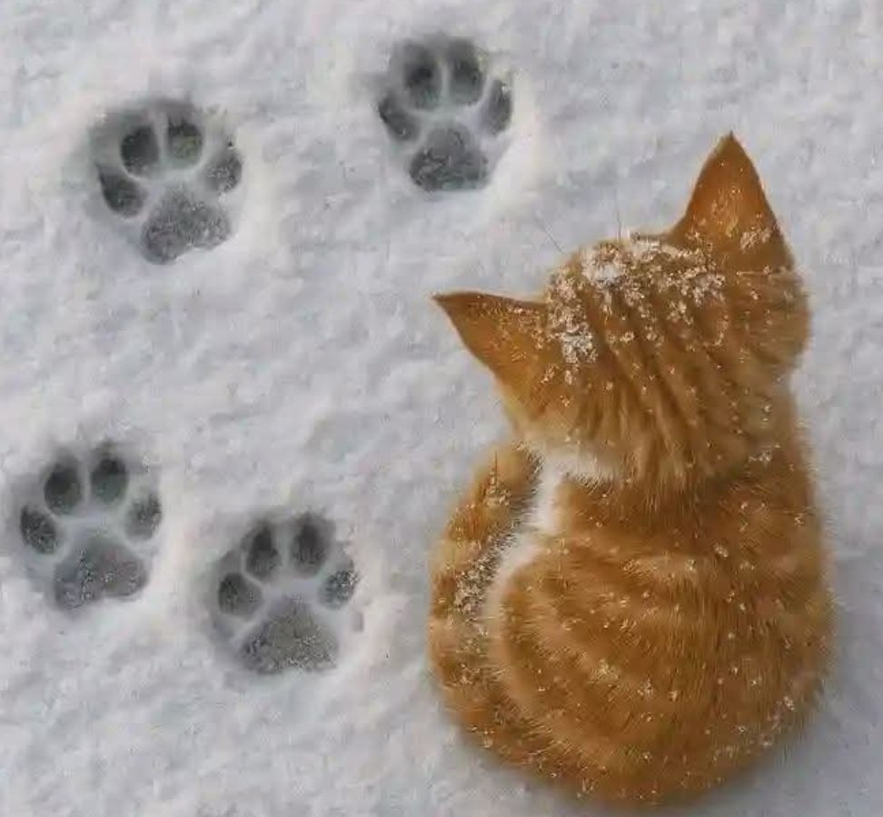 𝑺𝒖𝒍𝒋𝒉𝒊 𝑳𝒂𝒓𝒌𝒊 𝑺𝑻𝑨𝑵 𝑨𝒛𝒌𝒂🇵🇸 tweet media