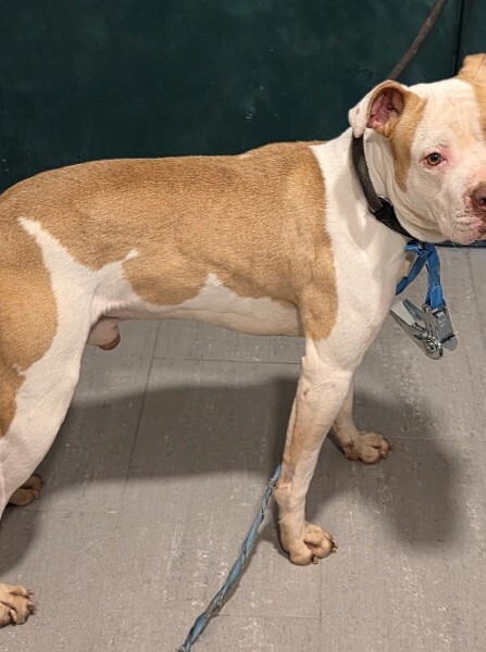 VigiPets.fr tweet media