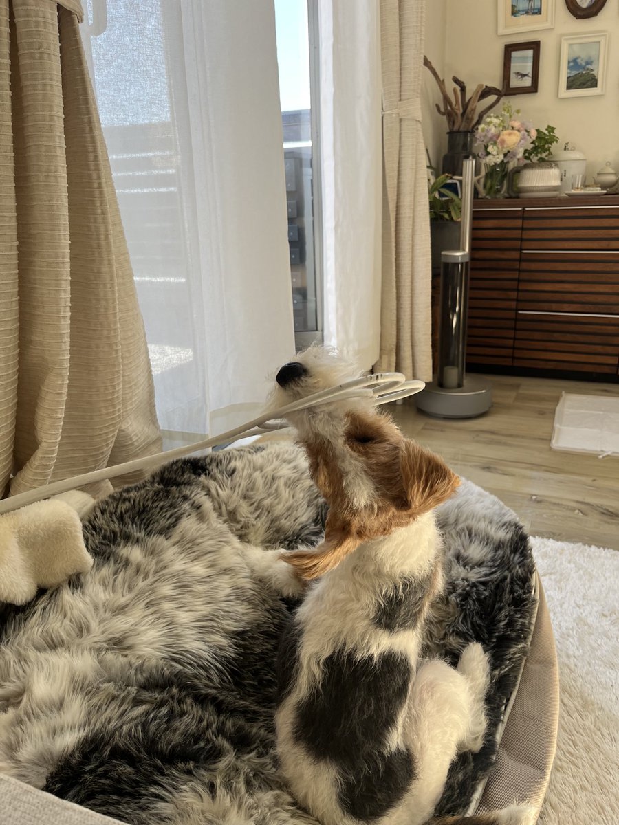 バルコニーのどっかの隙間から布団叩き見つけて持ってきた😂
ほんとに好奇心が尽きない子