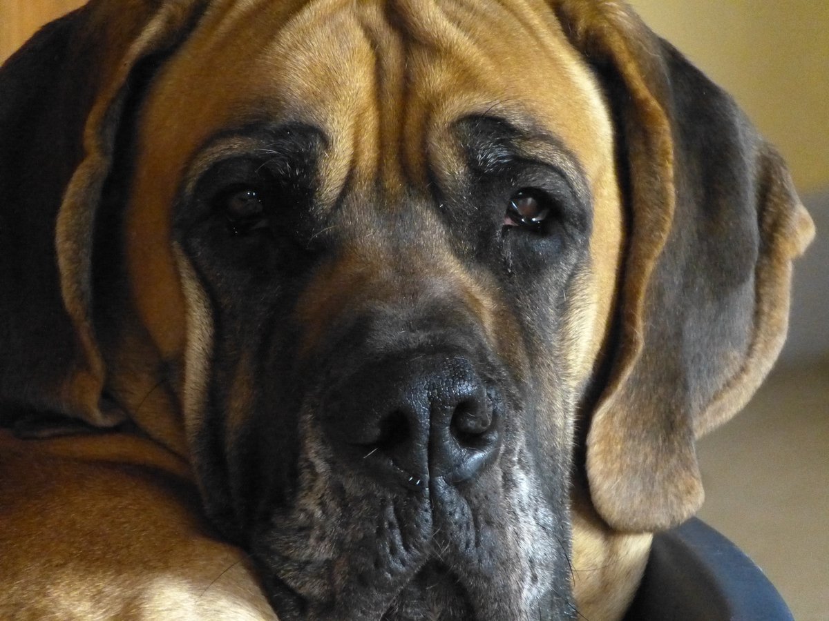 Captivating Canines tweet media