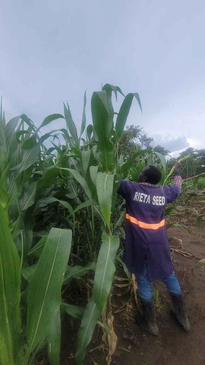 Rieta Seed Tanzania tweet media