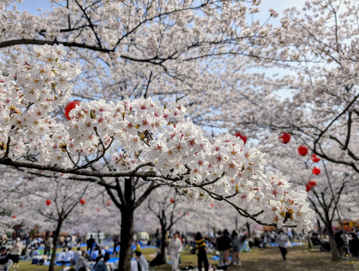 Sleepyfrog (カエル)＠日本帰省中 tweet media