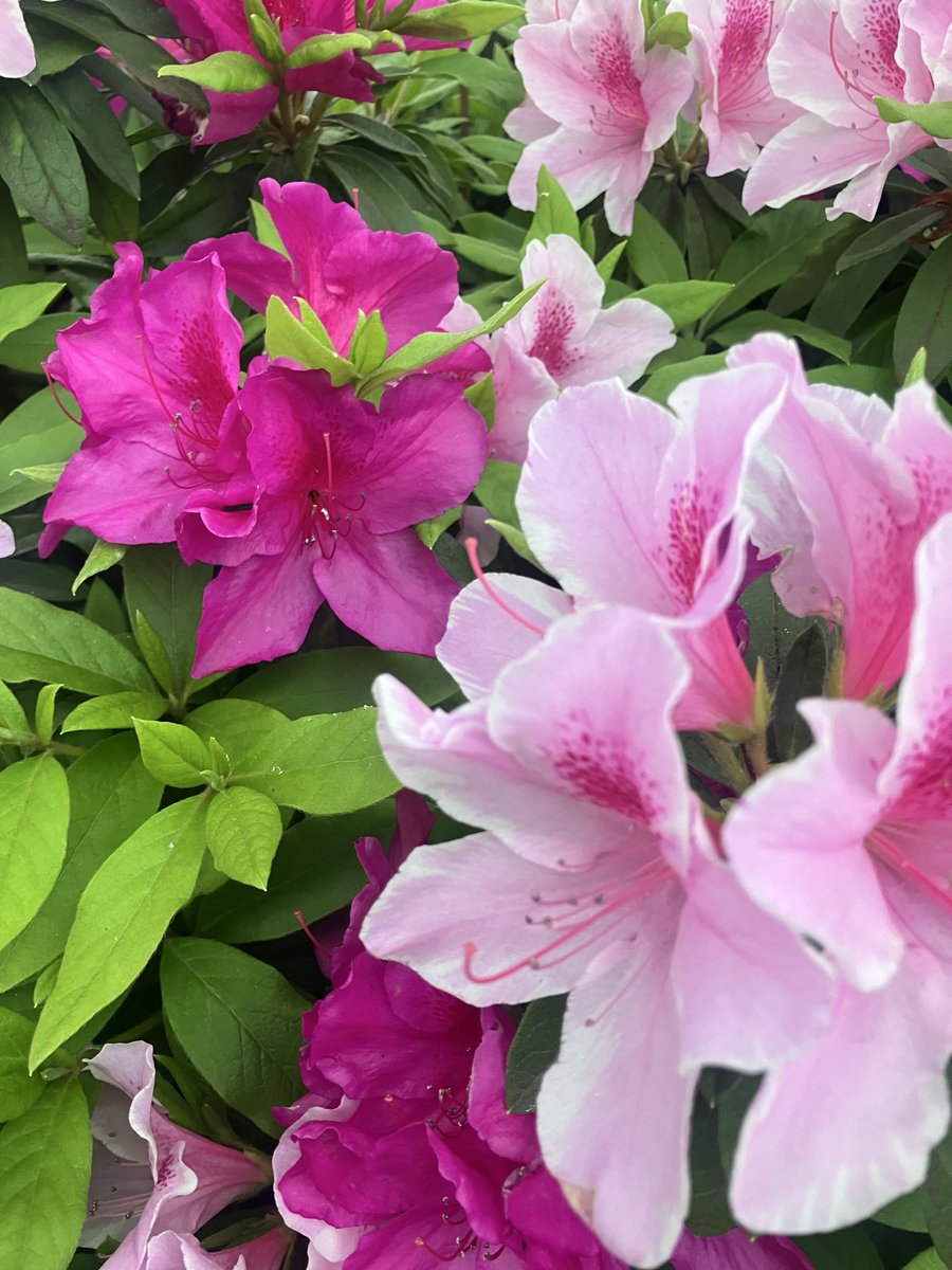 テストパイロット tweet media