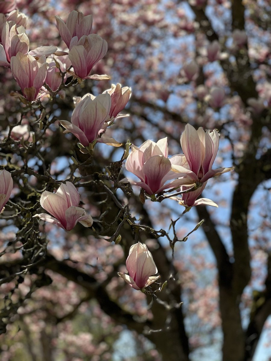 redtestwine's tweet image. เมื่อวาน ขากลับ เดินเจอ #Magnolia ต้นใหญ่
ยังมีดอกสวยงาม เลยเก็บรูปมาฝากกัน

#Diessenhofen #Switzerland