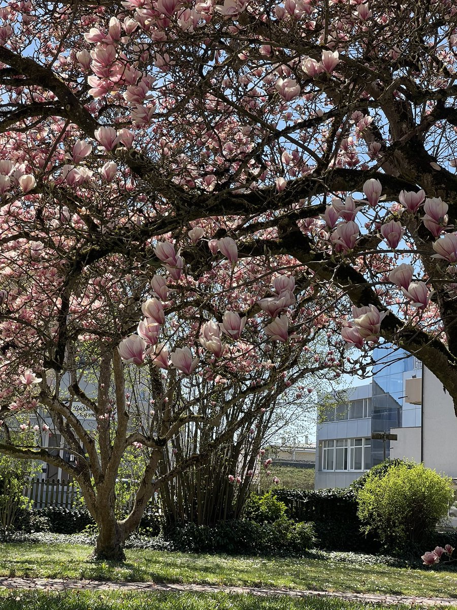 redtestwine's tweet image. เมื่อวาน ขากลับ เดินเจอ #Magnolia ต้นใหญ่
ยังมีดอกสวยงาม เลยเก็บรูปมาฝากกัน

#Diessenhofen #Switzerland